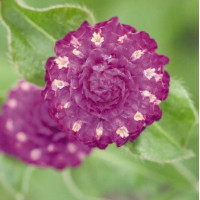 Гомфрена шаровидна Las Vegas: Purple, 50 шт, Benary
