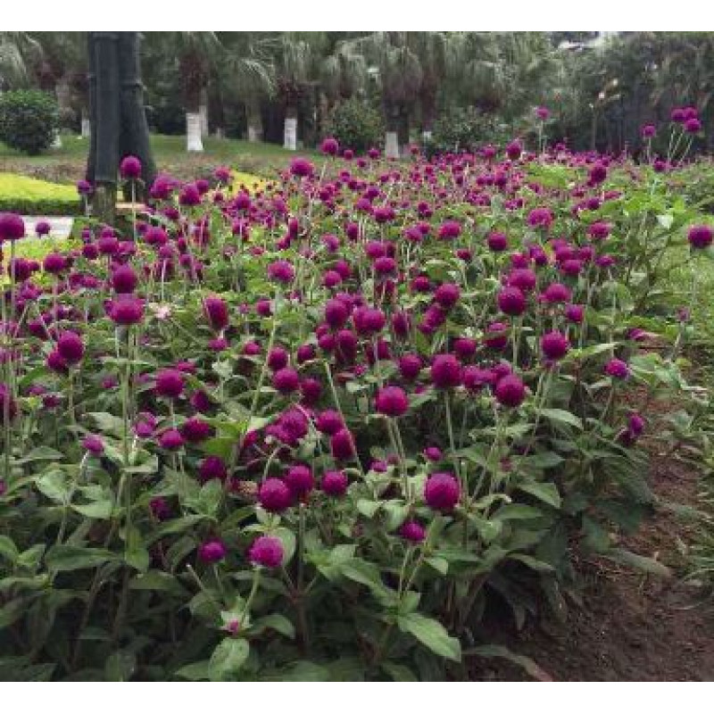 Гомфрена шаровидна Las Vegas: Purple, 1000 шт, Benary