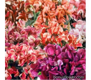 Горошок запашний (Чина) - Lathyrus odoratus nanus