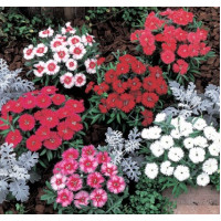 Гвоздика китайська Carpet F1 Mix, 10 шт. Takii seed