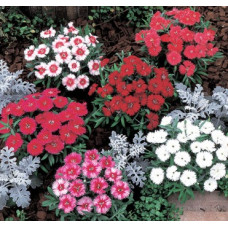 Гвоздика китайська Carpet F1 Mix, 10 шт. Takii seed