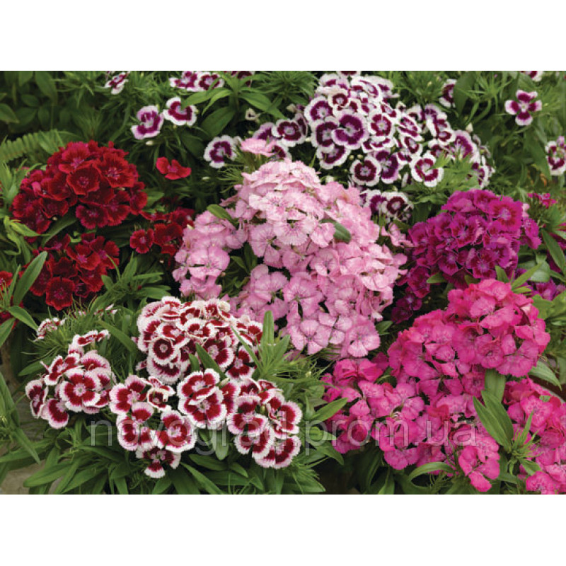 Гвоздика турецька Diabunda Formula Mix, 250 шт, Syngenta