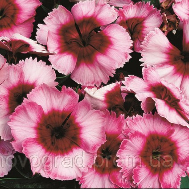 Гвоздика китайська Super Parfait™ Raspberry, 50 шт, Syngenta