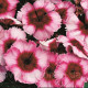 Гвоздика китайська Super Parfait™ Raspberry, 50 шт, Syngenta