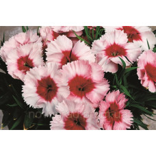 Гвоздика китайська Super Parfait™ Strawberry, 10 шт, Syngenta