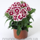 Гвоздика тур Diabunda Red Picotee