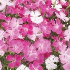 Гвоздика BOUQUET F1 ROSE MAGIC