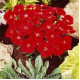 Гвоздика китайська - Charms™ Scarlet, 50 шт, Syngenta