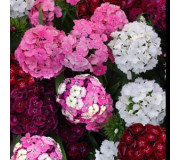 Гвоздика турецька - Dianthus barbatus