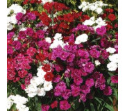 Гвоздика повна - Dianthus double interspecific