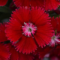 Гвоздика гибридная Floral Lace F1 Red