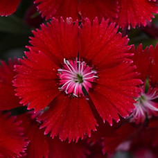 Гвоздика гибридная Floral Lace F1 Red