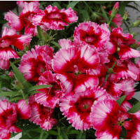 Гвоздика китайська Diana Crimson picotee, 250 шт, HemGenetics