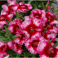 Гвоздика китайська Diana Crimson picotee, 10 шт, HemGenetics