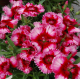 Гвоздика китайська Diana Crimson picotee, 250 шт, HemGenetics