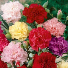 Гвоздика Шабо Chabaud mixed, 100 г, Hem Zaden