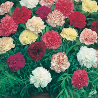 Гвоздика Шабо Marguerite double mixed, 5 г, Hem Zaden