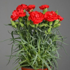 Гвоздика Шабо Lillipot: Scarlet, 5 шт, Sakata