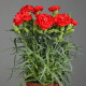 Гвоздика Шабо Lillipot: Scarlet, 1000 шт, Sakata