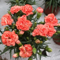 Гвоздика Шабо Lillipot: Orange Bicolour