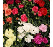 Гвоздика Шабо - Dianthus caryophyllus