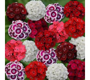 Гвоздика - Dianthus
