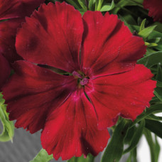 Гвоздика китайська Venti Parfait™ Crimson, 10 шт, Syngenta