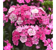 Гвоздика міжвидова - Dianthus barbatus interspecific