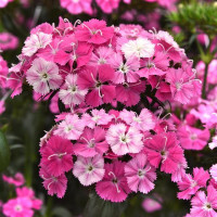 Гвоздика міжвидова AMAZON F1 ROSE MAGIC, 100 шт, PanAmerican