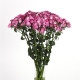 Гвоздика міжвидова AMAZON F1 ROSE MAGIC, 25 шт, PanAmerican
