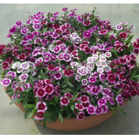  Гвоздика гібридна Chiba picotee shades mixture, 50  шт, HemGenetics