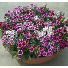  Гвоздика гібридна Chiba picotee shades mixture, 10 шт, HemGenetics