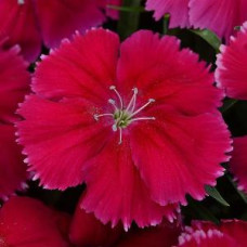  Гвоздика гібридна Coronet™ CHERRY RED, 25 шт, PanAmerican