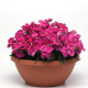 Гвоздика гибридная Coronet™ ROSE