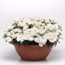 Гвоздика гібридна Coronet™ WHITE, 25 шт, PanAmerican