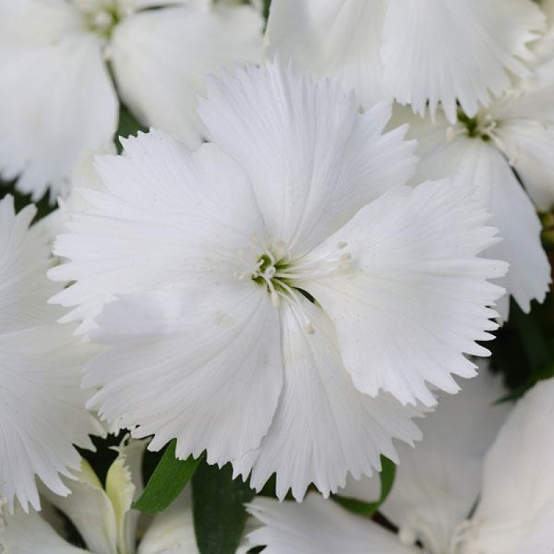 Гвоздика гібридна Coronet™ WHITE, 1000 шт, PanAmerican