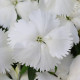 Гвоздика гібридна Coronet™ WHITE, 1000 шт, PanAmerican