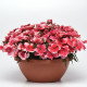 Гвоздика гібридна Coronet™ STRAWBERRY, 100 шт, PanAmerican