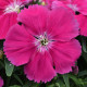 Гвоздика гібридна Coronet™ ROSE, 25 шт, PanAmerican