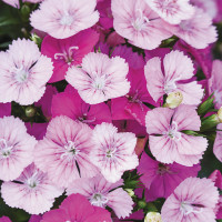 Гвоздика міжвидова JOLT Pink Magic, 5 шт, PanAmerican