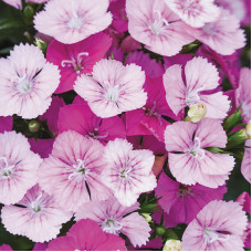 Гвоздика міжвидова JOLT Pink Magic, 5 шт, PanAmerican