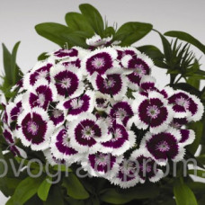 Гвоздика тур  Diabunda Purple Picotee