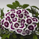Гвоздика тур  Diabunda Purple Picotee