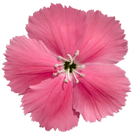 Гвоздика кит Diana pink