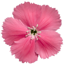 Гвоздика кит Diana pink