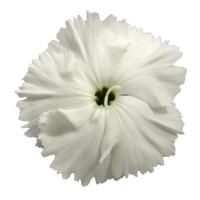 Гвоздика китайська Diana white, 250 шт, Hem Genetics