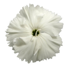 Гвоздика китайська Diana white, 1000 шт, Hem Genetics