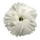 Гвоздика китайська Diana white, 10 шт, Hem Genetics