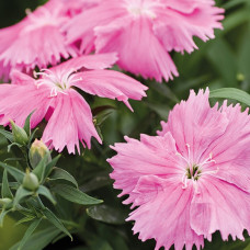 Гвоздика китайська Diana pink, 10 шт, Hem Genetics