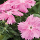 Гвоздика китайська Diana pink, 1000 шт, Hem Genetics